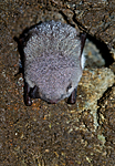 BB 11 0022 / Myotis daubentonii / Vannflaggermus